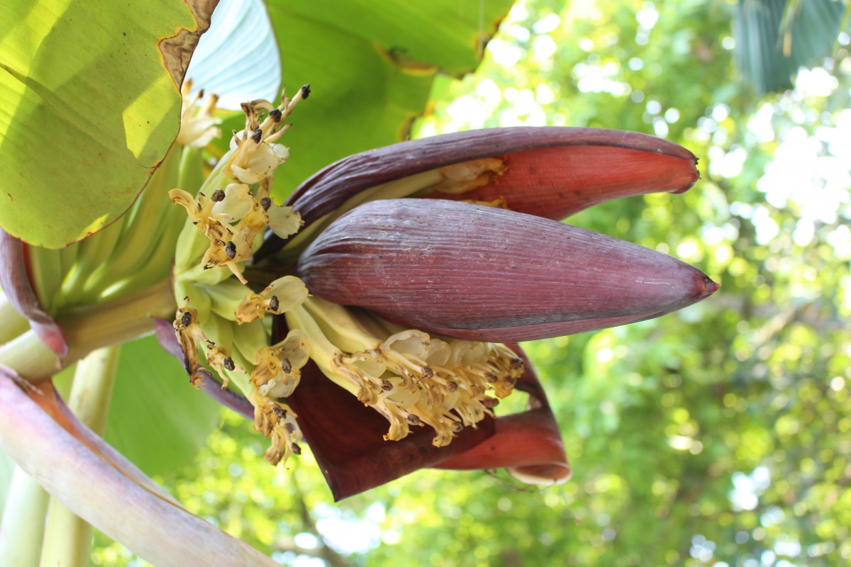 Musa × paradisiaca L.